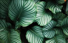 Check spelling or type a new query. Minimalist Plant Wallpaper Laptop Novocom Top