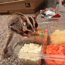 Sugar Glider Treat Variety Pack Exotic Nutrition