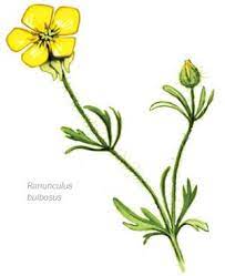Bulbous Buttercup Buttercup Tattoo Monarch Butterfly Tattoo Buttercup