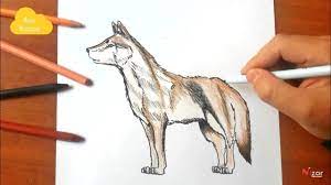 comment dessiner un loup réaliste - YouTube