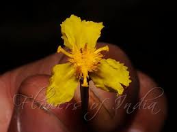 Image result for Xyris capensis