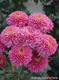 Chrysanthemum Purple Blenda A Bright Mauve Purple That Flowered From Late September In Our Spray Chrysanthe Mums Flowers Chrysanthemum Flower Flower Aesthetic
