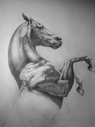 Rickey News Videos Horse Drawings Horses Horse Sketch