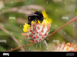 Image result for Bombus ruderatus
