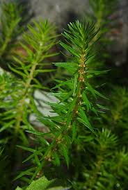 Image result for Rotala tenella