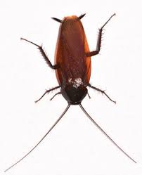 Feb 11, 2020 · @alwaysclau: Cockroach Pictures Photo Gallery With Images