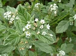 Image result for Heliotropium harareense