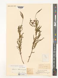 Image result for Margaretta rosea