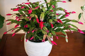 Some flowering crassulas to add to your collection are: How To Grow Christmas Cactus Indoor Blooming Succulents Greenhouse Studio