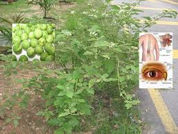 Selain berperan penting dikuliner india, daun kari juga memiliki manfaat di dunia pengobatan dan kosmetik india. Health