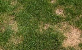 Do consider zorro zoysia grass as it gives a great feeling due to its thick and soft texture. How To Identify 5 Common Lawn Diseases