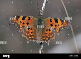 Image result for Polygonia c-album