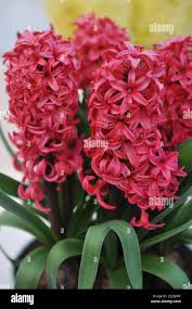 Image result for Hyacinth Red 2016 G