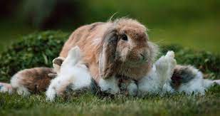 Important Tips To Follow While Caring For A Newborn Baby Rabbit Newborn Care Wild Baby Rabbits Newborn Baby