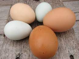 Bagian putih telur dan kuning telur juga memiliki kandungan protein yang berbeda. Kandungan Gizi Telur Aneka Jenis No 5 Paling Bergizi
