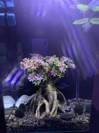 You can create a perfect theme by combining the green aquatic vegetation, stones, pebbles, and amazing aquarium lighting. Cherry Blossom Aquarium Ornament Pasteurinstituteindia Com