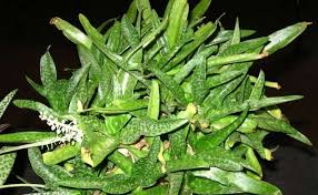 Image result for Ledebouria luteola