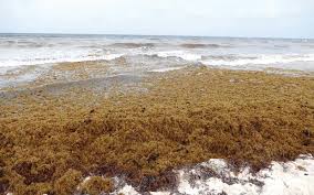 Seaweed Is A Problem, Unfortunately - Picture Of Coconut Bay Beach Resort &  Spa, St. Lucia - Tripadvisor