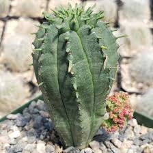 Image result for Euphorbia fortissima