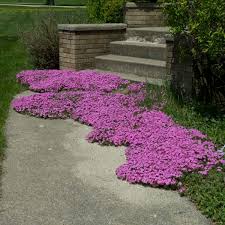 We did not find results for: Plant Profile Phlox Minnesota State Horticultural Society