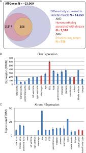 Enter the correct letters (or terms if desired) in the answer blanks. Transcriptional Profiling Reveals Extraordinary Diversity Among Skeletal Muscle Tissues Elife