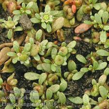 Image result for Elatine