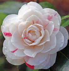 Pin On Camellia