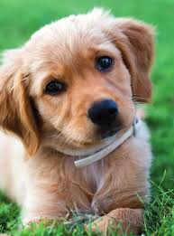 Pin By Maskeli Cocuk On Dogs Cute Animals Pets Animals