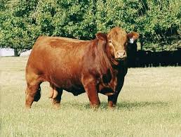 Ithal Holstein Boga Hayvanlar Boga