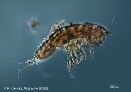 Image result for Rotala serpiculoides