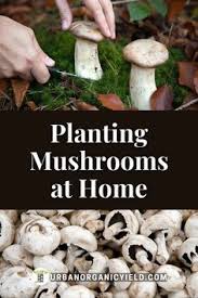 We did not find results for: Growing Mushrooms