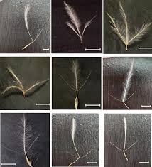 Image result for Stipagrostis