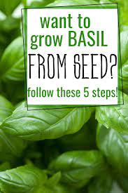 How To Grow Basil Indoors From Seed 2021 Growing Basil Basil Plant Growing Basil Indoors