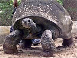 250 Year Old Tortoise Dies In India Cbs News