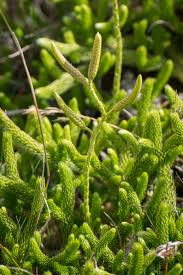 Image result for Lycopodium