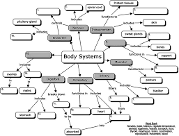 Body Systems Concept Map For Students To Fill In The Blanks