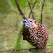 Check spelling or type a new query. Muskrats Learning Center The Pond Guy