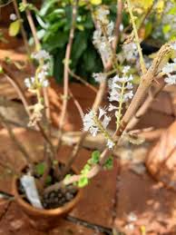 Image result for Tetradenia