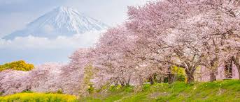 The cherry blossom (or sakura) front sweeps along the length of the country each year, beginning with okinawa in the far south in february and working its way along japan to northern hokkaido in may. Japan Cherry Blossom Forecast 2021 When Where To Visit