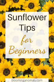 Pin On Sunflowers