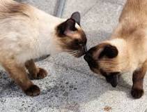 10 Facts Only Real Fans of the Siamese Cat Know | The Dog ...