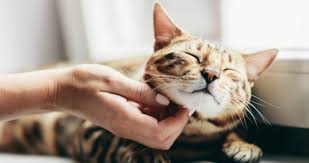 Cats are expressive creatures who use verbal and nonverbal language to communicate with their pet parents. Tips About Ear Tipping Seattle Area Feline Rescue