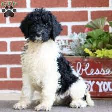 Finding a saint berdoodle puppy. Saint Berdoodle Puppies For Sale Greenfield Puppies