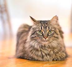 Pin On Petsmart Free Shipping Coupon Codes