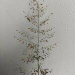 Image result for Eragrostis unioloides