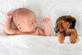Check spelling or type a new query. Babies And Dogs