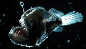 5 Bioluminescent Species That Light Up The World Deep Sea Creatures Scary Fish Ocean Creatures