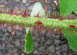 Image result for Rubus ellipticus
