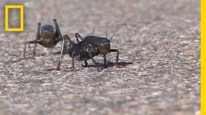 Giant Swarm of Mormon Crickets | National Geographic - YouTube