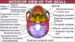 Function Of Mastoid Process Koibana Info Anatomy Interactive Anatomy Occipital